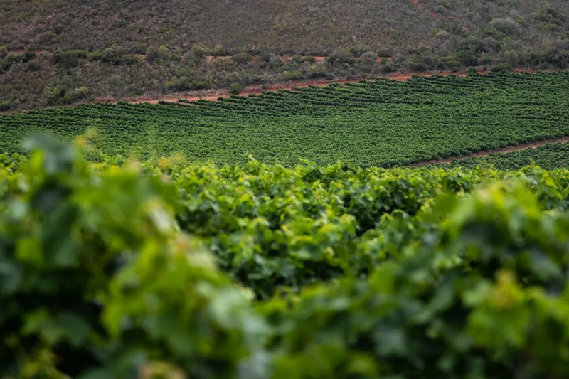 2_vineyard