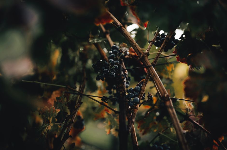 pexels-11555884-germany-2026-harvest-ripeness-tannin-body-20260827 读者区分葡萄成熟度与成酒单宁酒体
