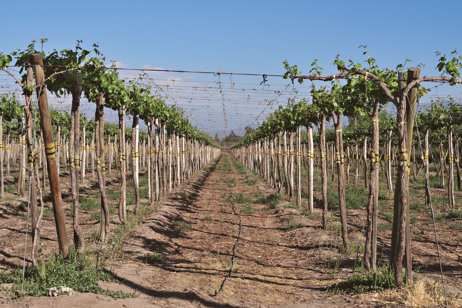 pexels-34004191-argentina-wine-ig-origin-registry-label-check 成排葡萄藤组成的葡萄园景观示意
