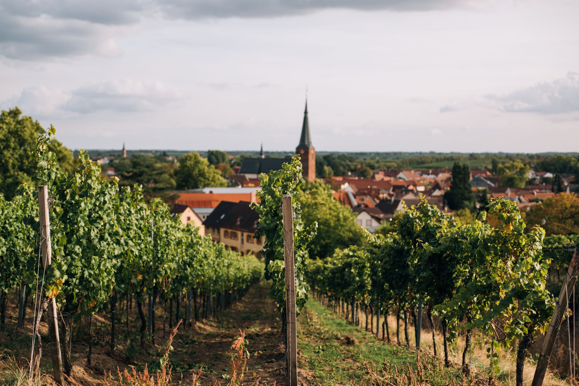 pexels-5644292-germany-2026-early-harvest-ripeness-wine-style 德国葡萄园提前采收成熟葡萄