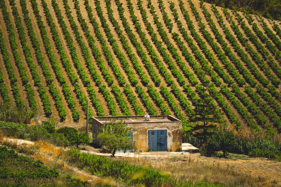 pexels-26887755-terroir-vineyard-reading-tool-climate-soil-labels 山坡葡萄园行间土壤与气候环境示意