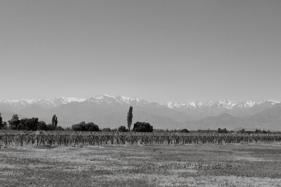 pexels-34004192-chilean-cabernet-sauvignon-tasting-export-news 智利赤霞珠葡萄与智利葡萄酒出口结构的关联动态