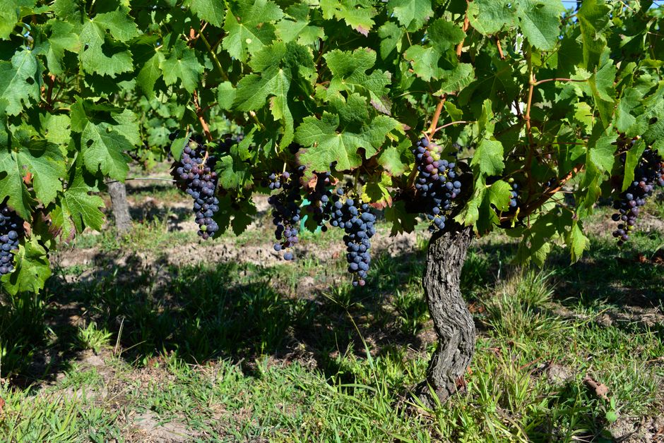 pexels-35517711-cabernet-sauvignon-vs-merlot-comparison 赤霞珠与梅洛两种红葡萄品种的对比与选购要点