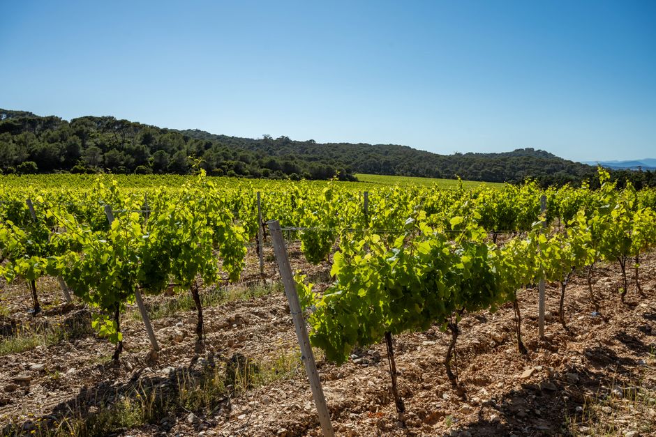 pexels-38241979-vineyard-sustainable-growing-checklist-soil-to-records 葡萄园中覆盖作物与滴灌管理场景