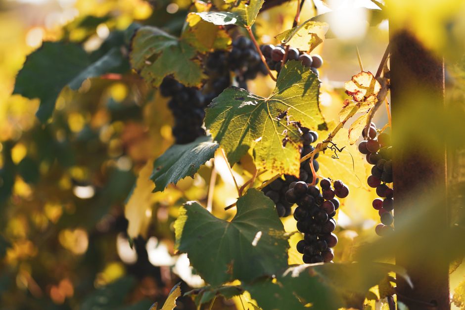 pexels-9840058-organic-natural-wine-faq-certification-scope 有机与自然酿造葡萄酒认证标识与适用场景