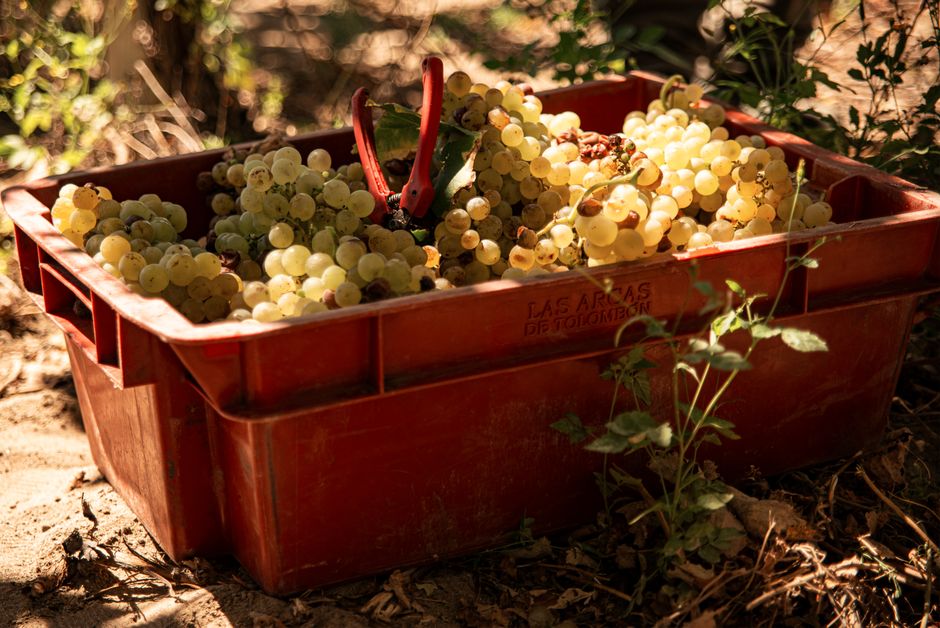 pexels-10922963-night-harvest-vs-day-harvest-fruit-temperature-oxidation-tank-log 夜间葡萄采收现场与采收筐,用于对比夜采与白天采收的果温与入罐记录