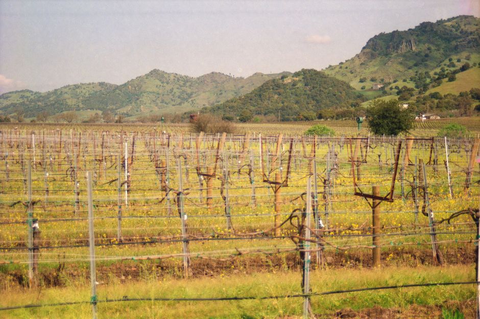 pexels-12811543-napa-valley-sustainability-certification-napa-green-regenerative 纳帕谷可持续认证 Napa Green 与再生农业口径核查路径