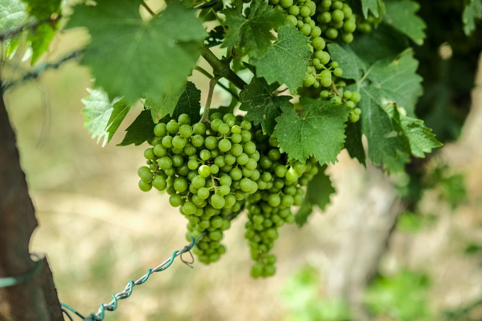pexels-20327984-natural-wine-inao-vin-methode-nature-eu-organic-logo-issuer 法国Vin Méthode Nature标识与欧盟有机叶标识的签发主体