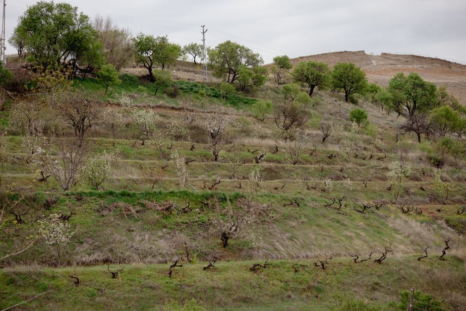 pexels-22395214-priorat-doq-licorella-terraces-boundary-label 西班牙普里奥拉托 licorella 板岩梯田与陡坡产区景观