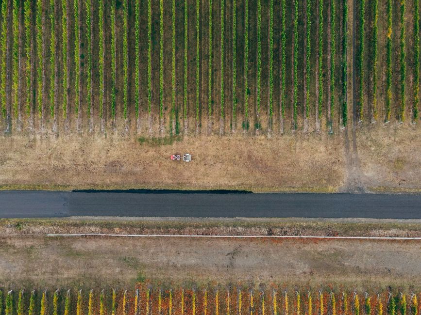 pexels-31953690-early-vs-late-harvest-temperature-sugar-acid-weather-risk-log 葡萄园中对照记录早采与晚采气温糖酸与天气风险