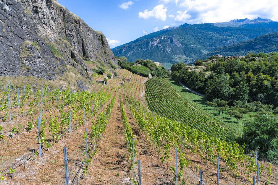 pexels-34481946-vineyard-slope-aspect-accumulated-temperature-harvest-window 同一园区阳坡与阴坡的积温、日照与采收窗口对比核对方法