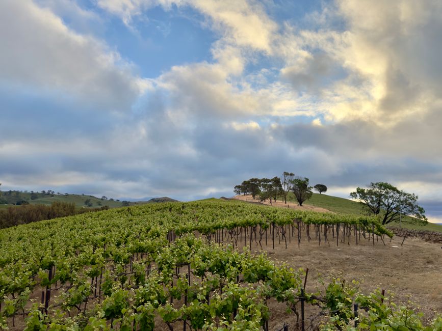 pexels-34645017-barossa-margaret-river-shiraz-latitude-gdd-harvest 巴罗萨谷与玛格丽特河设拉子产区纬度与积温数据对照